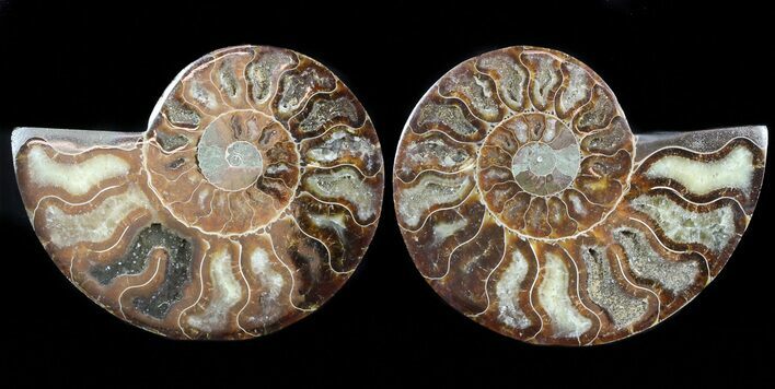 Polished Ammonite Pair - Agatized #45499